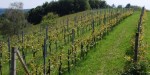 Die 100 besten Weine der Region